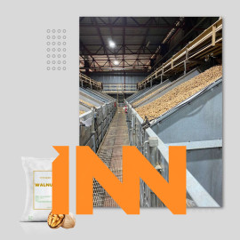 CHILEAN WALNUT – WHOLESALE NATURAL, HIGH-QUALITY SERR & CHANDLER WALNUT VARIETIES